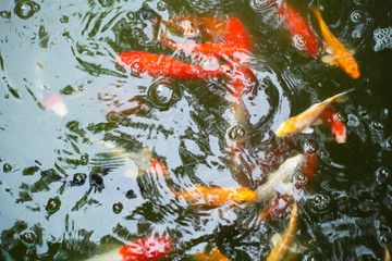 beautiful japan carp swimming in the pond.