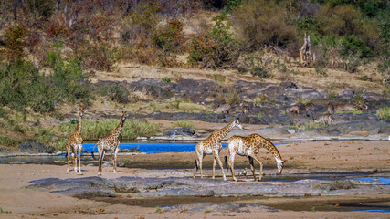 Giraffe in Kruger National park, South Africa ; Specie Giraffa camelopardalis family of Giraffidae