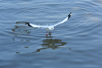 top view flying seagulls in ocean