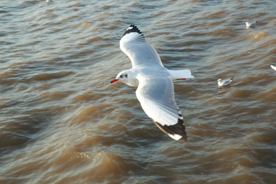 top view flying seagulls in ocean