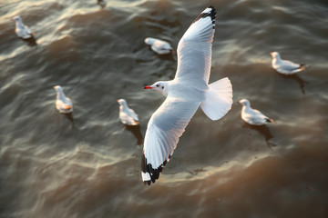 top view flying seagulls in ocean