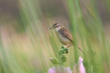 close up cute bird with flowers in nature