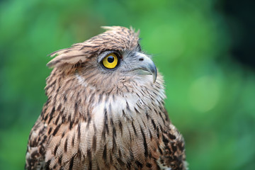 close up eagle owl in nature