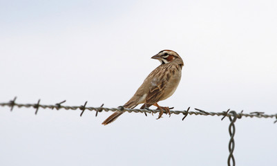 A Lark sparrow (Chondestes grammacus) sitting on a wire looking back, shot in Highline Lake State Park, Mesa County, Colorado.