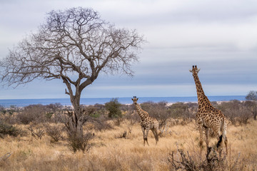 Giraffe in Kruger National park, South Africa