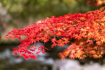 中野もみじ山、2018年秋