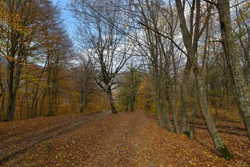 Obraz premium Colorful stunning autumn forest landscape in October.