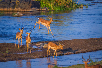 Common Impala in Kruger National park, South Africa ; Specie Aepyceros melampus family of Bovidae