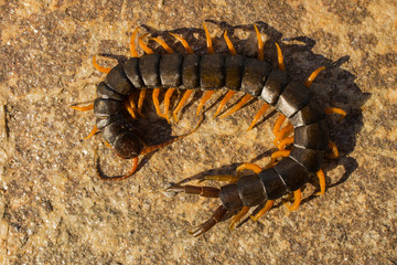 Mediterranean banded centipede. Scolopendra cingulata.