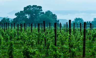 Fototapeta premium Vineyard Rain Drops