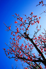 Japanese plum blossoms in early spring