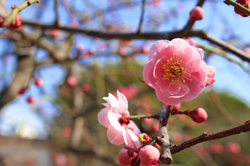 Japanese plum blossoms in early spring