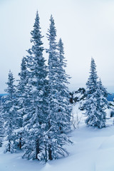Naklejka premium Snow-covered pine trees blue toned with copy space. Winter landscape with tree and snow