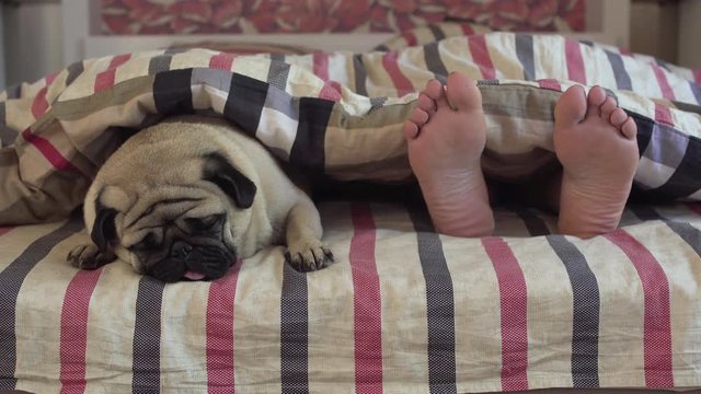 Cute pug dog in bed. Owner woman feed laying under the covers with enjoy sleepy pug beside her. Morning awake.  Bedroom. Under blanket. Relax. Resting. Sweet dreams. Only owners feet. Close together