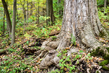 texture of old bark on tree in forest