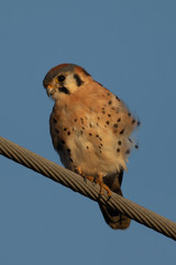 Close view of a male kestrel in the wild, perched on a wire