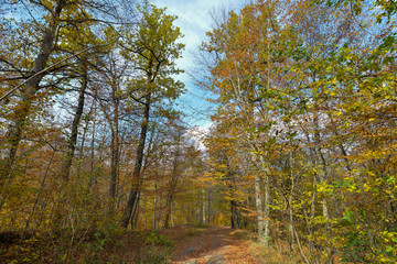 Colorful stunning autumn forest landscape in October.