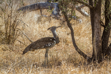 Kori bustard in Kruger National park, South Africa ; Specie Ardeotis kori family of Otididae