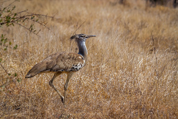 Kori bustard in Kruger National park, South Africa ; Specie Ardeotis kori family of Otididae