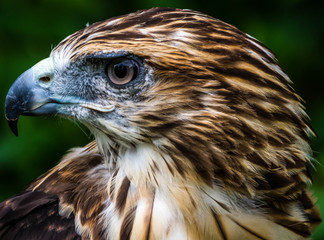 very close up red tailed hawk face