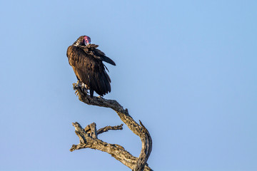 Lappet faced Vulture in Kruger National park, South Africa ; Specie  Torgos tracheliotos family of Accipitridae