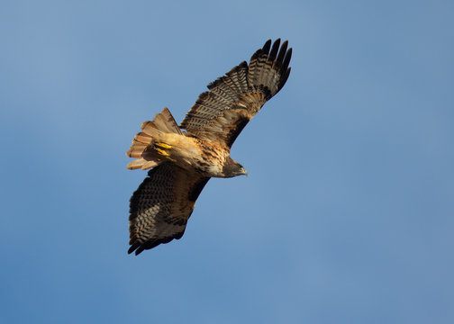 Red-tailed hawk flying, seen in the wild in North California