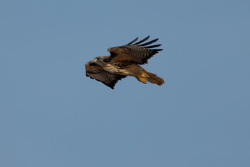 Red-tailed hawk flying, seen in the wild in North California
