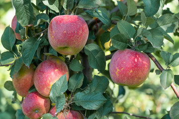 Red ripe apples on trees, sunny day. Close up. 