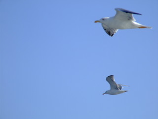 seagull in flight