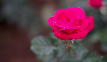 red rose in garden