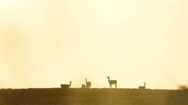 Vicu&radic;&plusmn;as animal on sanset took with 1000 mm nickon lens on Patagonia Arrgentina