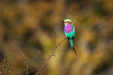 Lilac breasted roller in Kruger National park, South Africa ; Specie Coracias caudatus family of Coraciidae