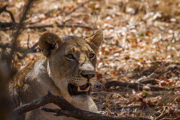 African lion in Kruger National park, South Africa ; Specie Panthera leo family of Felidae