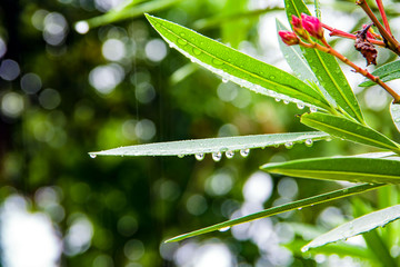 green leaf with water drops