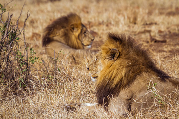 African lion in Kruger National park, South Africa ; Specie Panthera leo family of Felidae