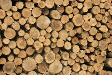 Möbelaufkleber Gehacktes Brennholz im Wald © Studio Porto Sabbia