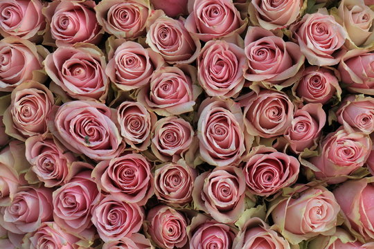  pink wedding roses