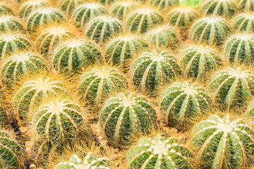 Naklejka na ściany i meble Cactus many variants in the pot for planting arranged in rows select and soft focus. Cactus background and texture or copy space.