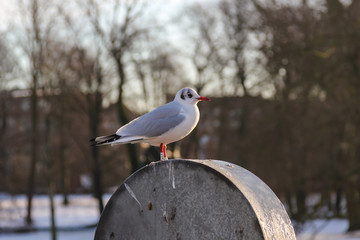 seagull sitting on a barrel in Copenhagen, Denmark