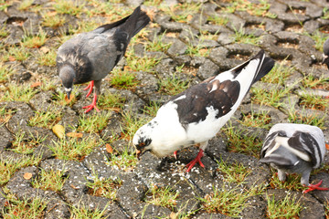 a bird on the floor zoom view