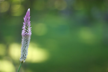 a violet flower and blur background
