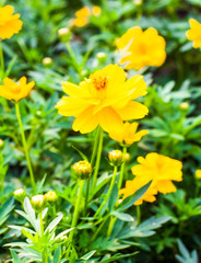 Yellow flowers