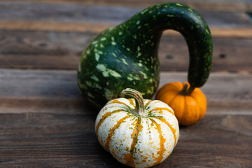 pumpkins and gourds