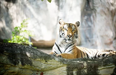 Papier Peint photo Lavable Tigre Bengal Tiger in forest
