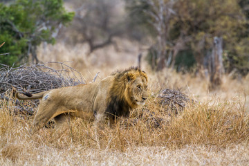 African lion in Kruger National park, South Africa ; Specie Panthera leo family of Felidae