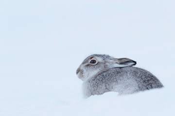 white mountain hare, lepus timidus