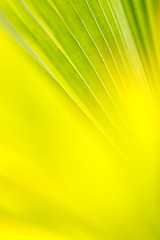 closeup green leaf in nature with sunlight