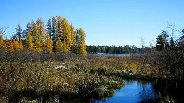 Mississippi River is seen about 300 feet from the source, Lake Itasca, in distance. Colorful Tamarack trees are seen on left along lake shore.