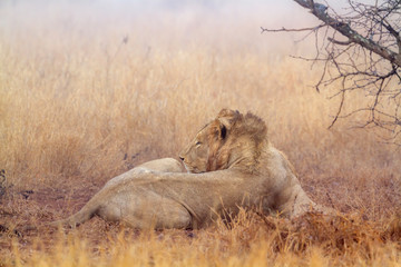 African lion in Kruger National park, South Africa ; Specie Panthera leo family of Felidae