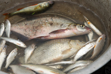 Fish catch lies in the basin